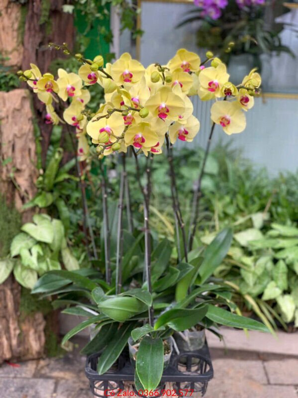 Lẵng hoa ly đỏ rực rỡ và tươi mới