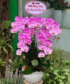 Lan Hồ Điệp Phú Quý Cao Cấp - Phục Vụ 24/7, Giao Hỏa Tốc 2H