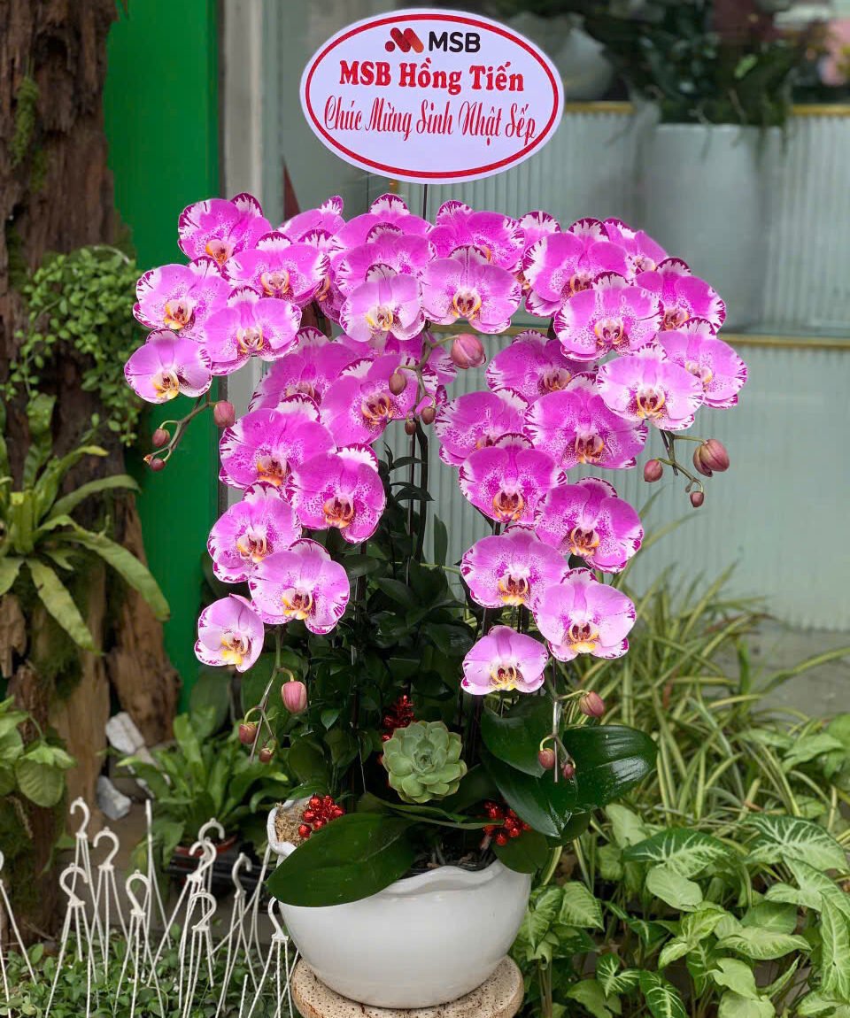 Lan Hồ Điệp Phú Quý Cao Cấp - Phục Vụ 24/7, Giao Hỏa Tốc 2H