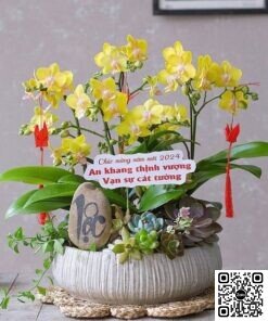 Chậu Lan Hồ Điệp Kết Hợp Sen Đá Nghệ Thuật Độc Đáo