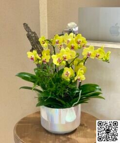 Chậu Lan Hồ Điệp Mini Để Bàn Trang Trí