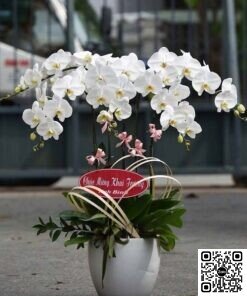 Chậu Lan Hồ Điệp Trắng Tinh Khôi 5 Cành Sang Trọng