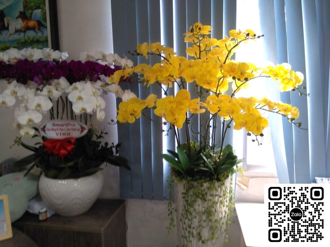 Chậu lan hồ điệp vàng tặng tân gia
