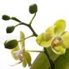 kệ hoa khai trương tấn tài tấn lộc - Cận cảnh lan hồ điệp vàng cao cấp trên kệ hoa